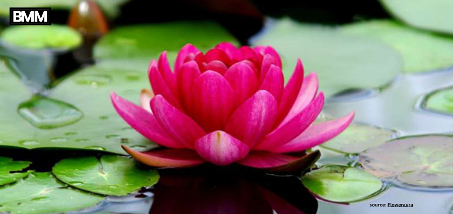 Nature’s Masterpieces: Exploring the Most Beautiful Flower in the World