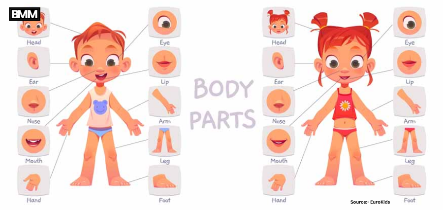 Facts About a Human Body for Better Health & Daily Wellness | Business Minds Media