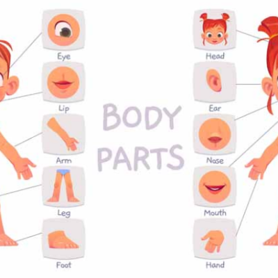 Amazing Facts About a Human Body for Better Health and Daily Wellness