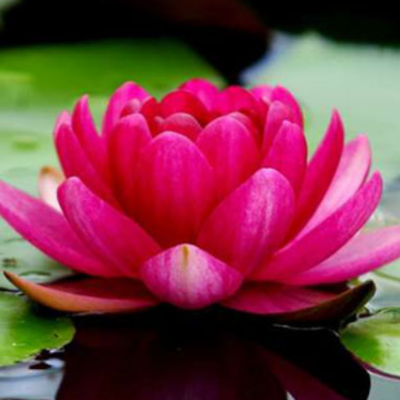 Nature’s Masterpieces: Exploring the Most Beautiful Flower in the World